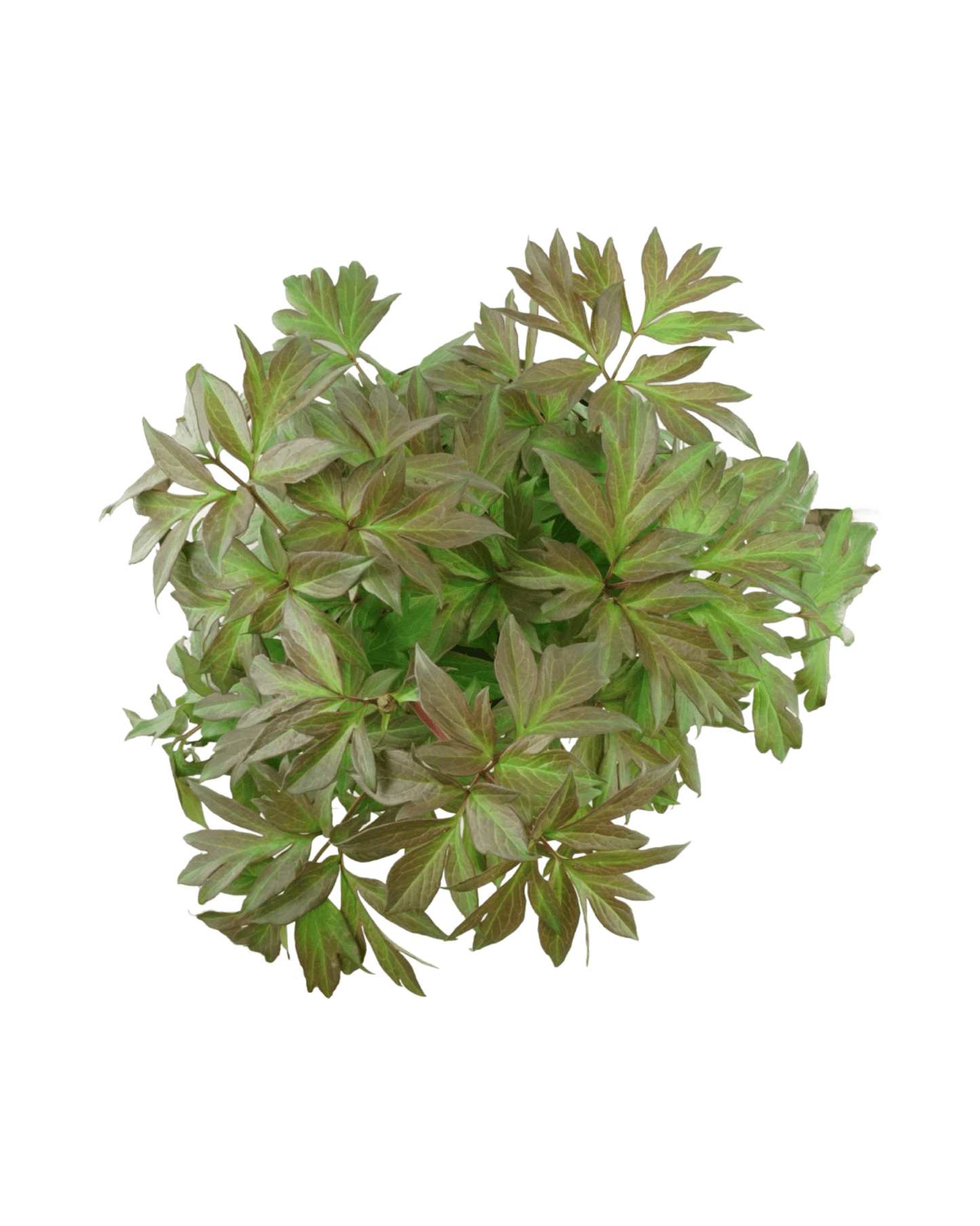 Paeonia x 'Scrumpdidleumptious' - The Garden Corner