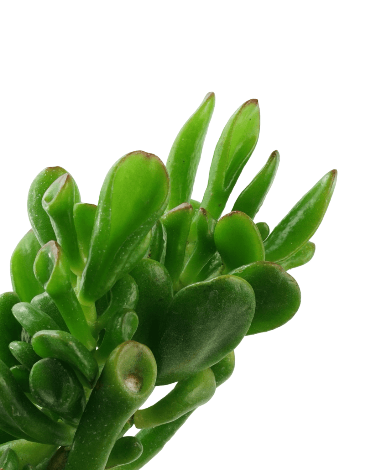 Crassula ovata ‘Gollum’ - House Plants