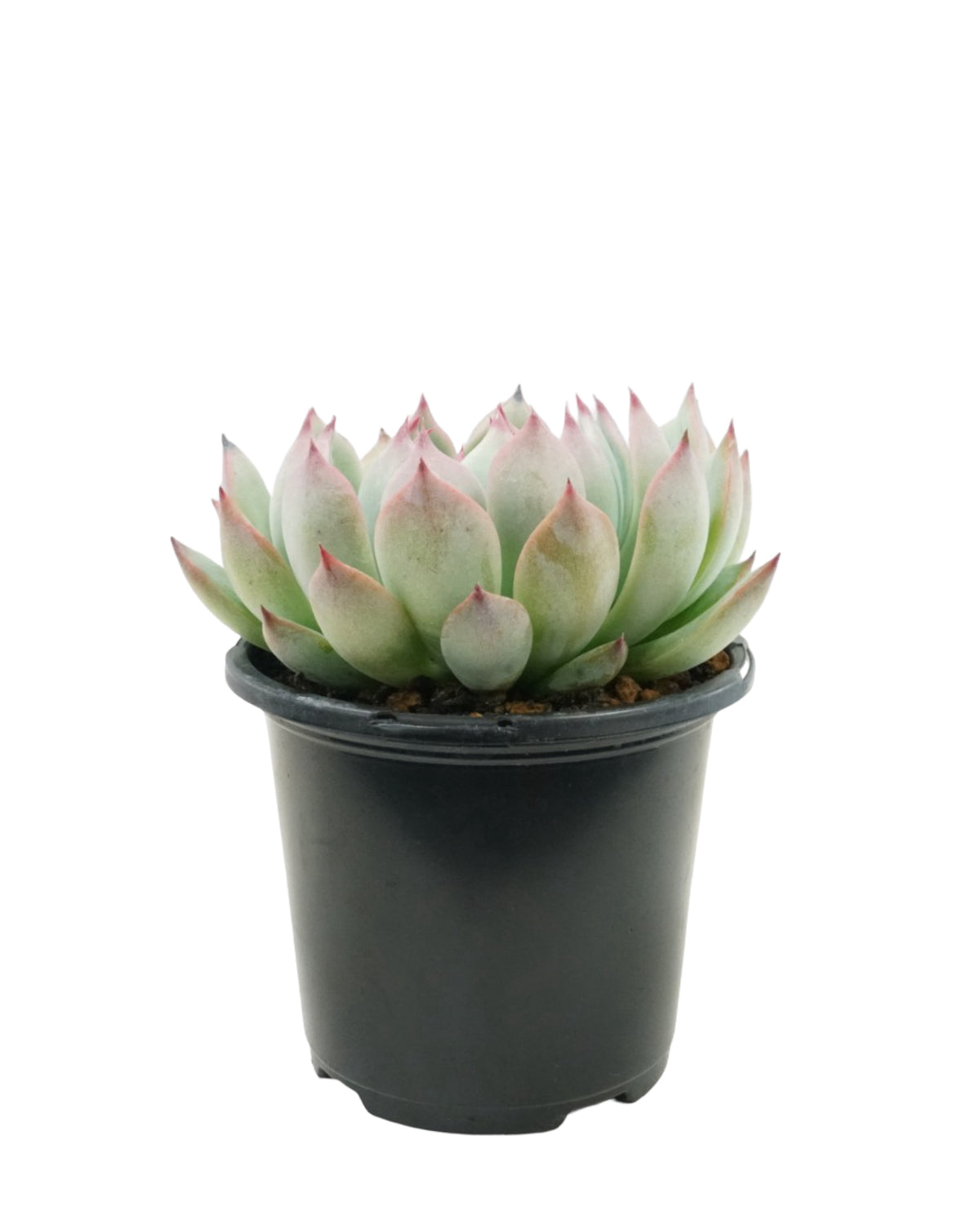 Echeveria 'Parva' - House Plants