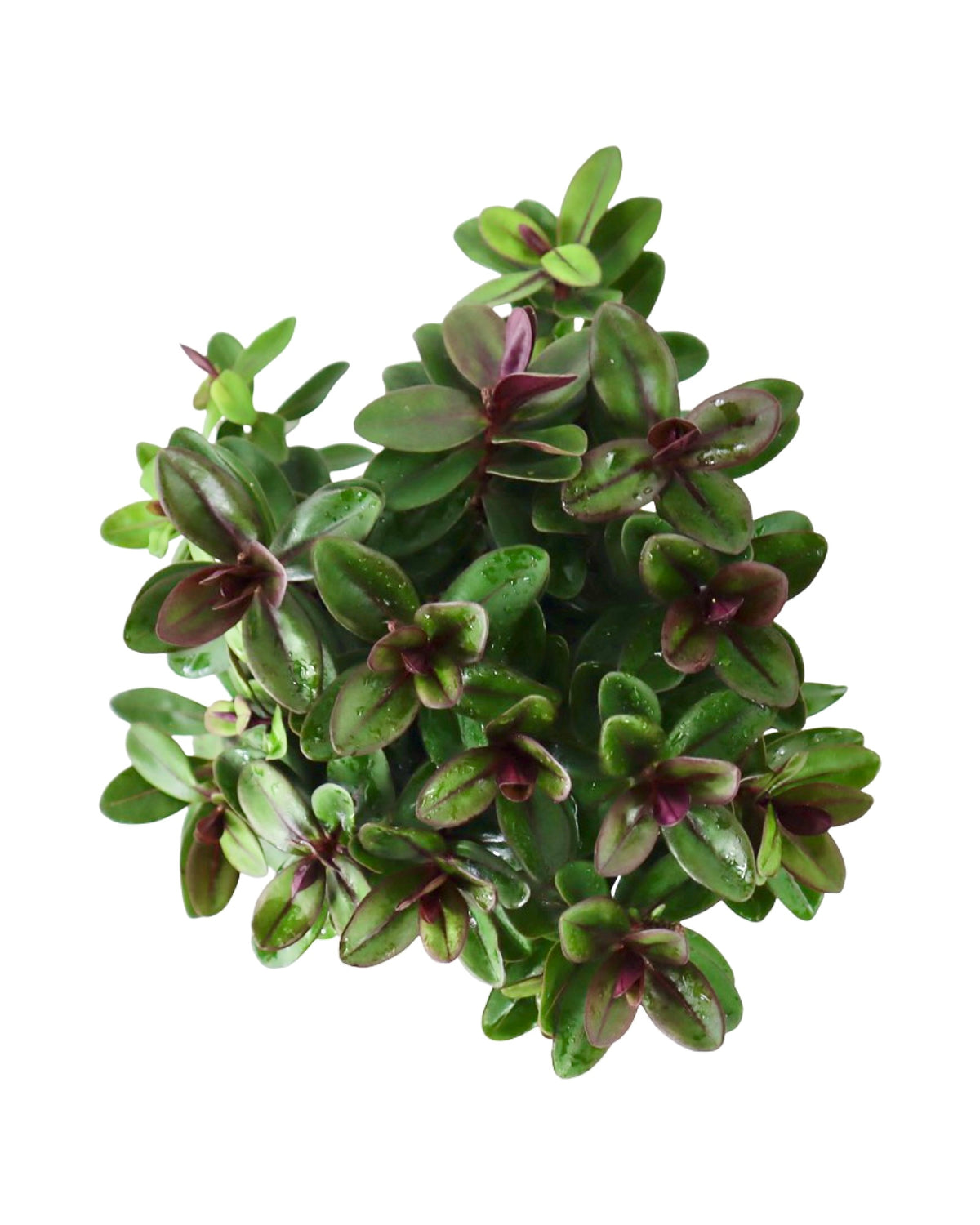 Hebe Vinoa® 'Purple' - Shrubs