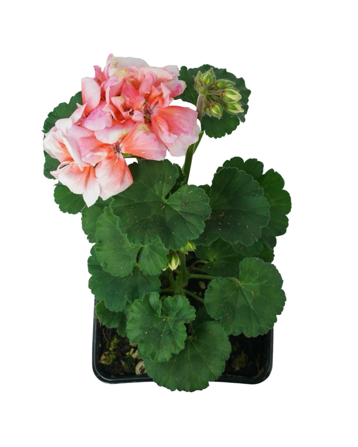 Geranium Zonal ‘Moonlight Light Salmon’