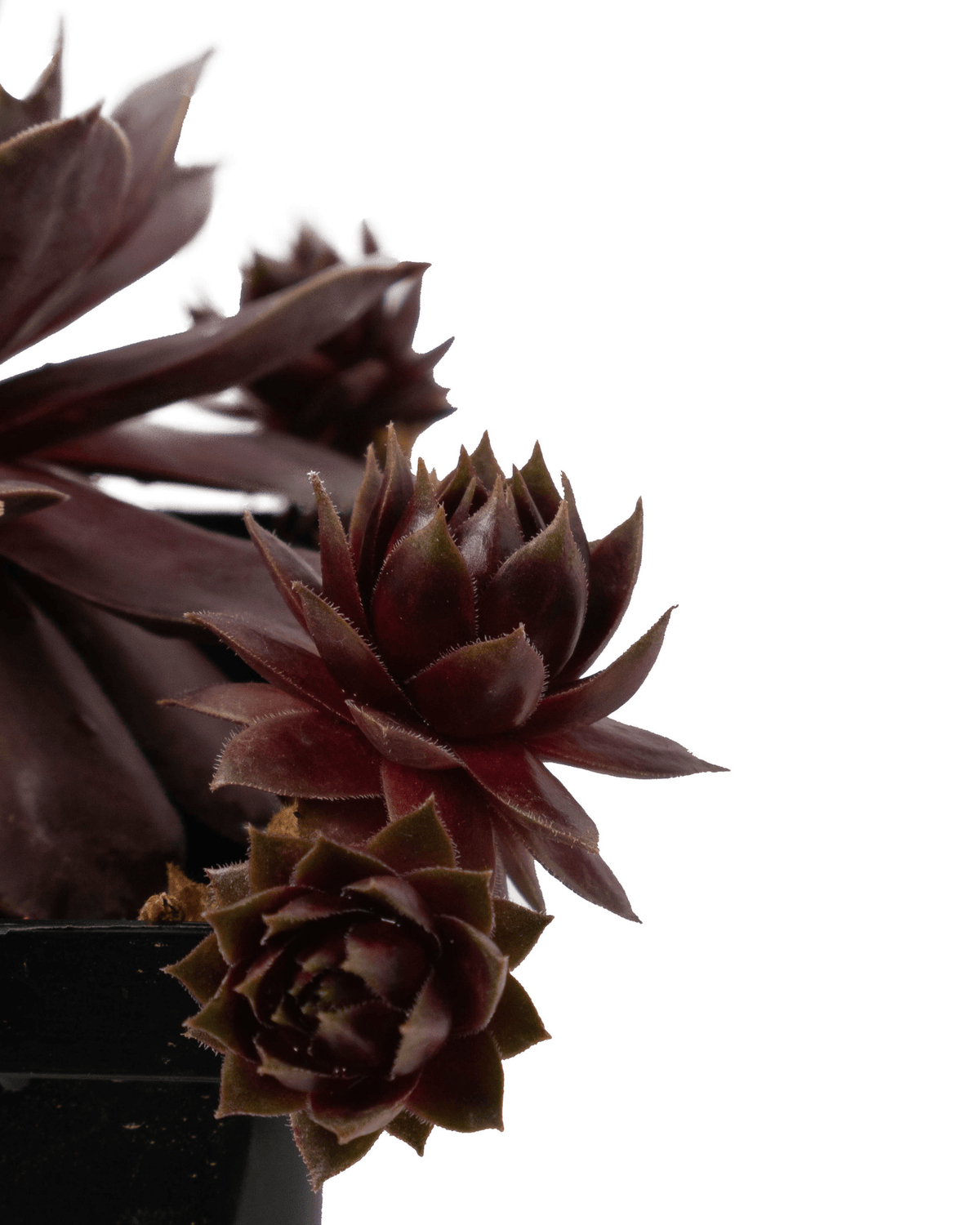 Sempervivum SUPERSEMPS® 'Ruby' - Groundcovers