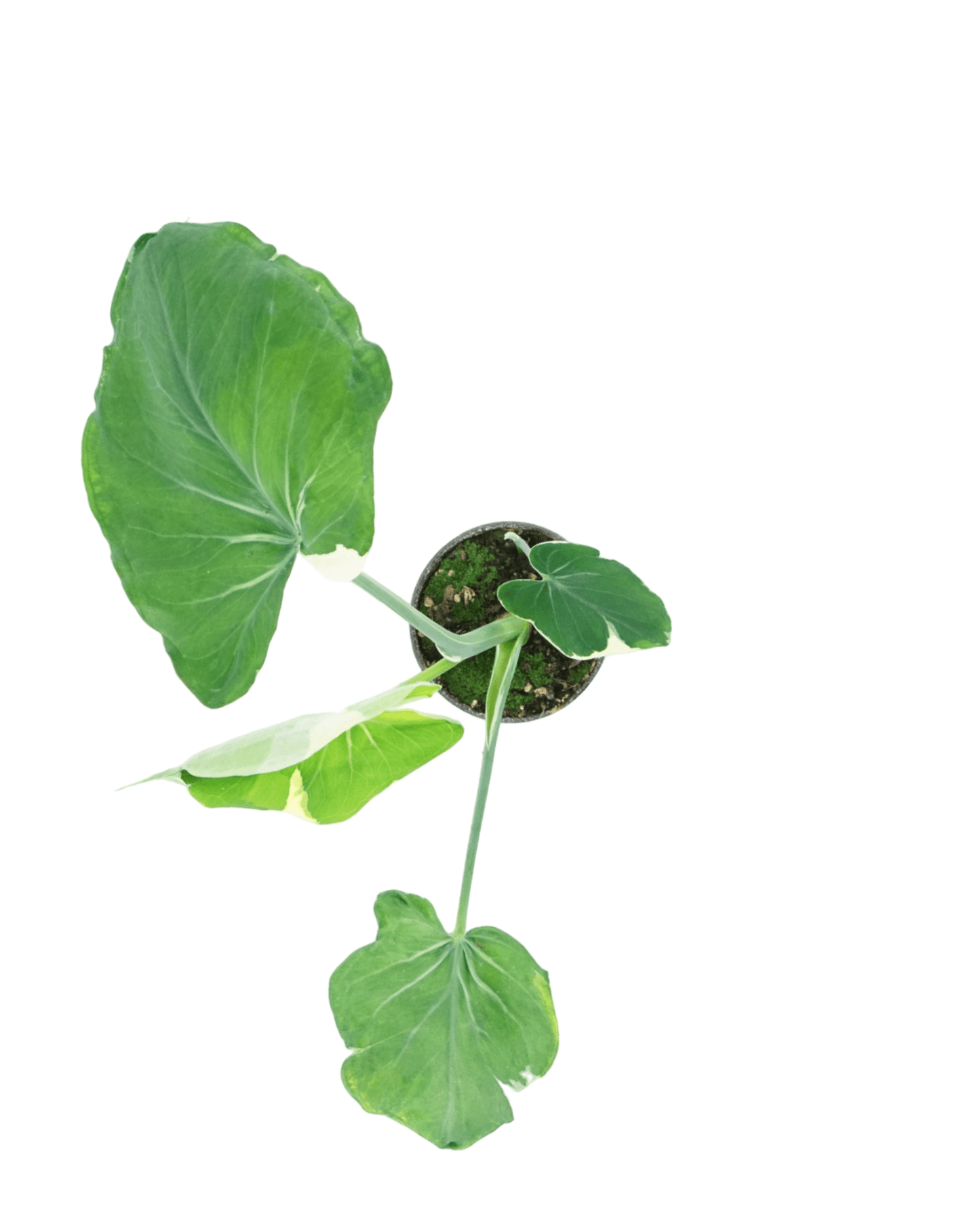 Xanthosoma Albo Marginata - The Garden Corner