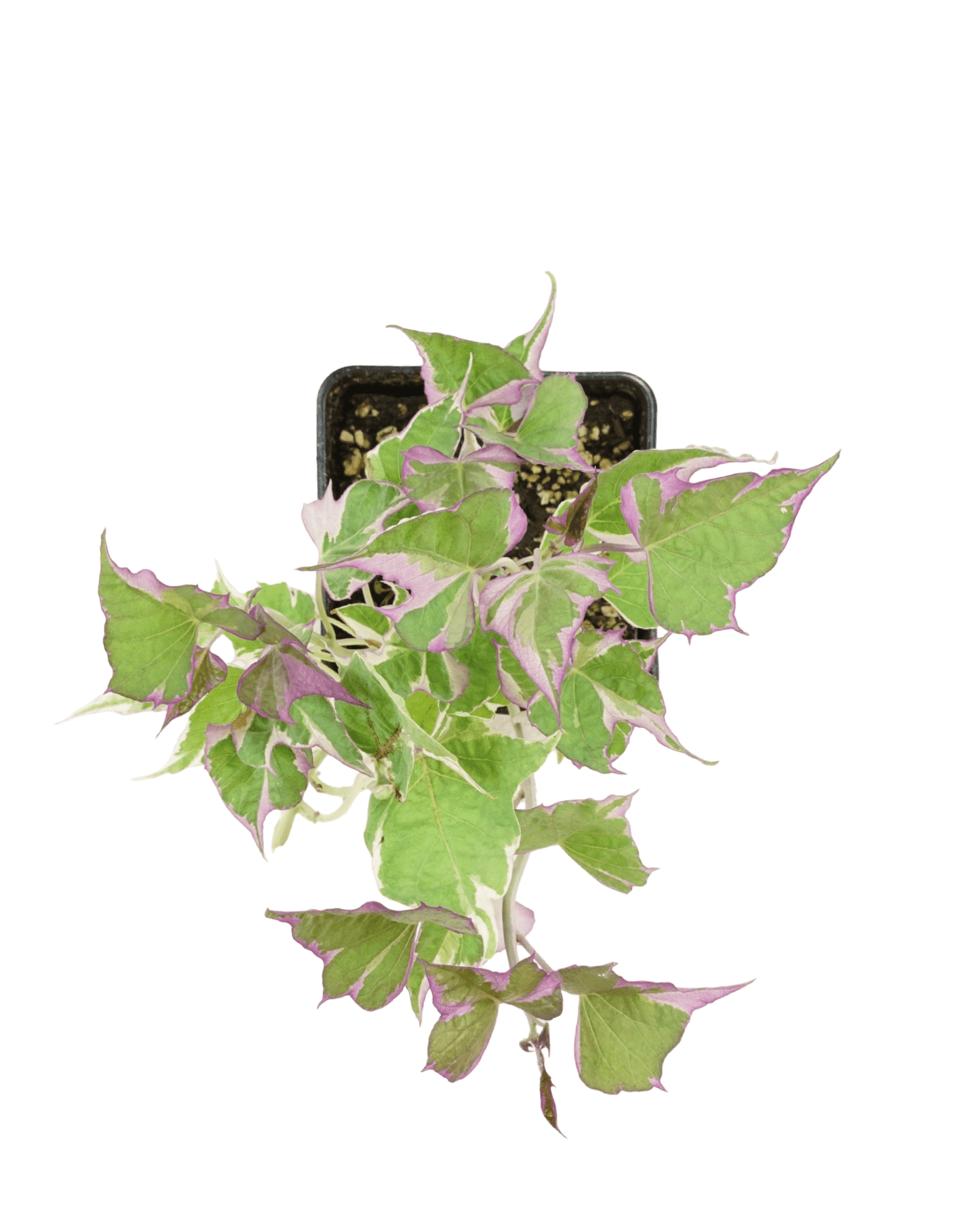 Ipomoea 'Tricolor' - The Garden Corner