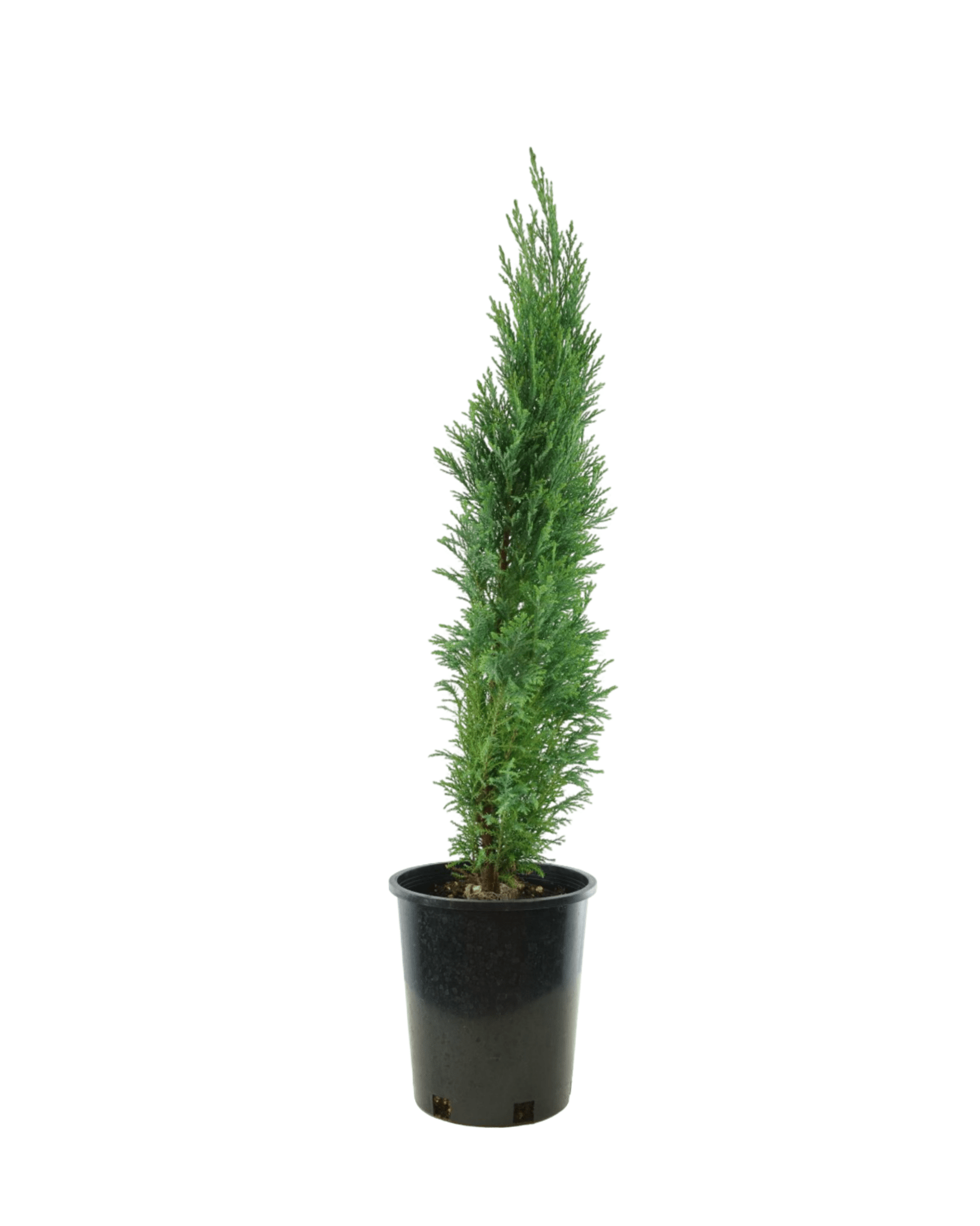 ellwoodii plant indoor Chamaecyparis lawsoniana 'Ellwoodii' – The Garden Corner