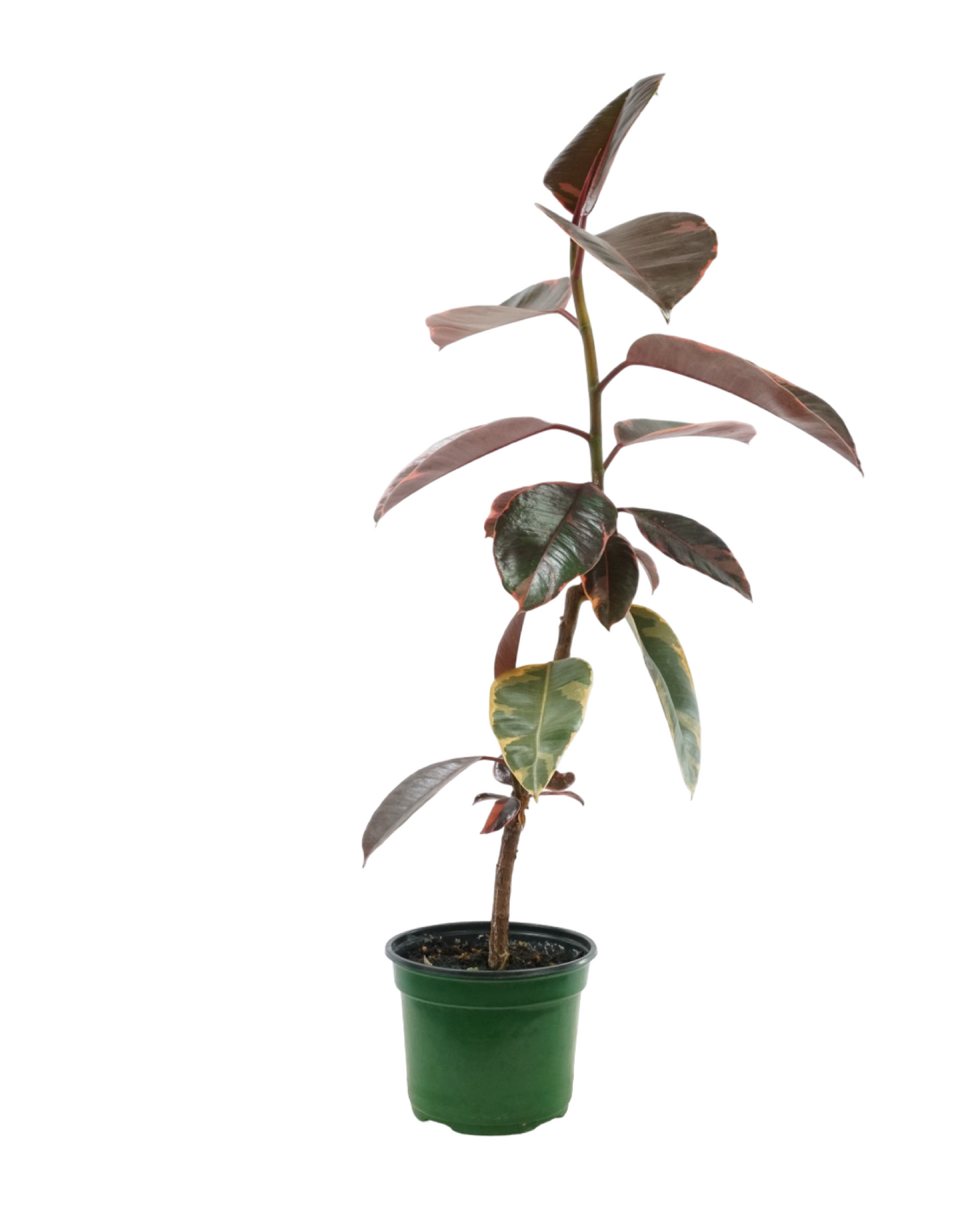 Ficus elastica 'Ruby'