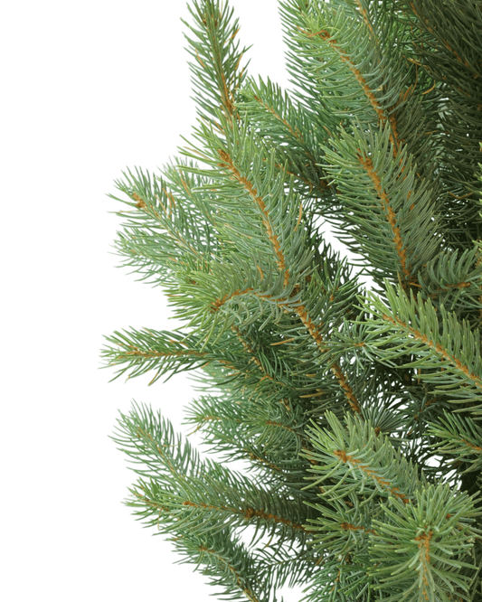 Picea pungens 'Iseli Fastigiate' - The Garden Corner