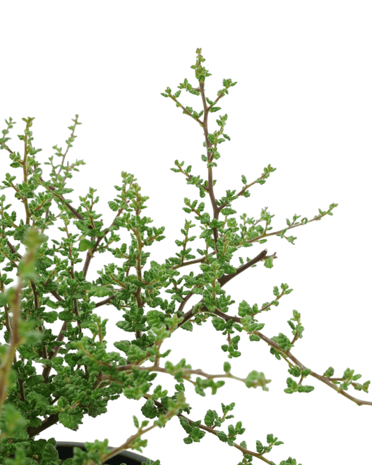 Ceanothus impressus 'Vandenberg' - The Garden Corner