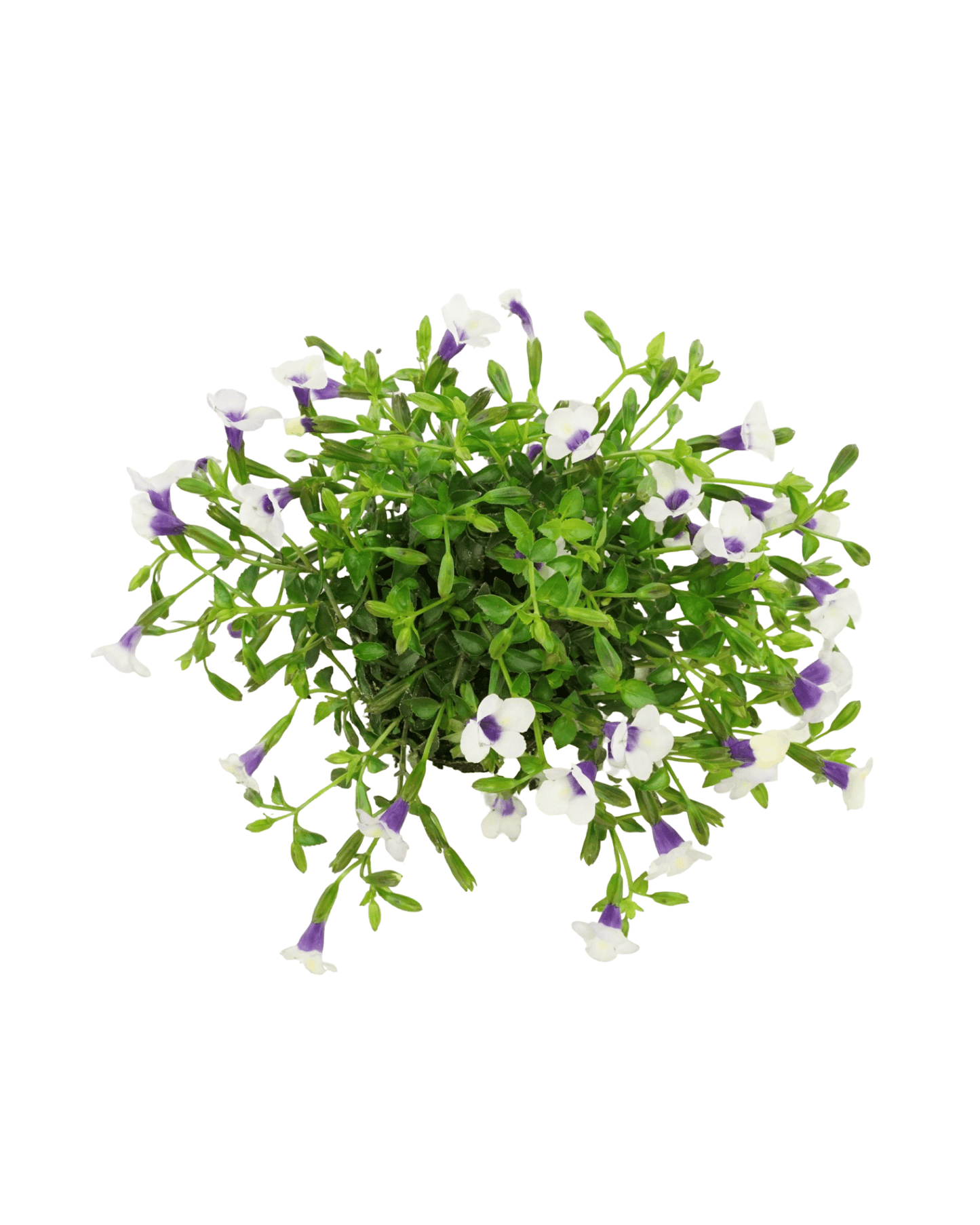 Torenia ‘Catalina Grape - o - licious’ - The Garden Corner