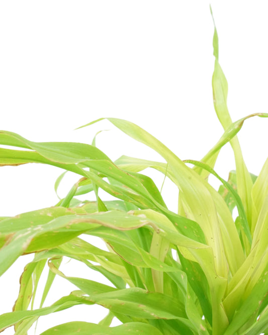 Millet 'Jade Princess' - Seasonal Plant