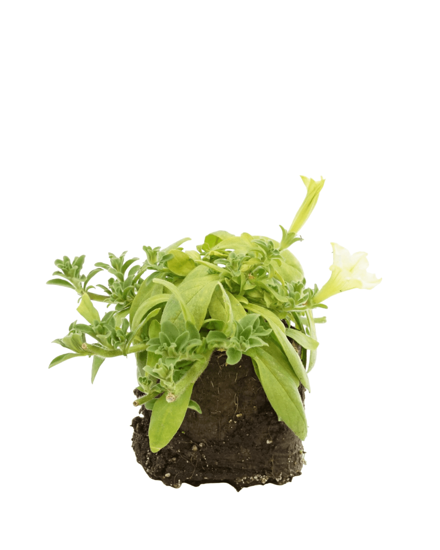 Petunia 'Surfinia Lime' - The Garden Corner