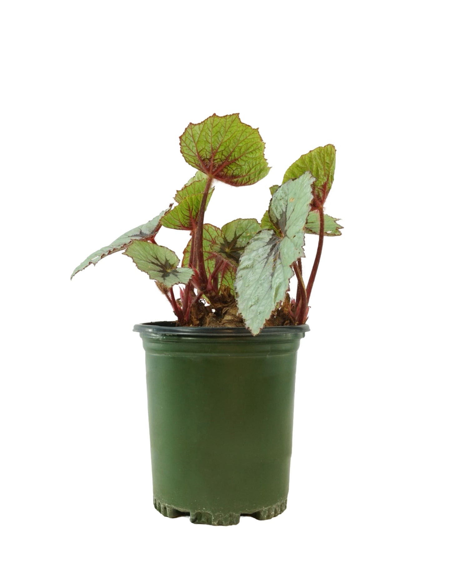Begonia T-Rex® 'First Blush'