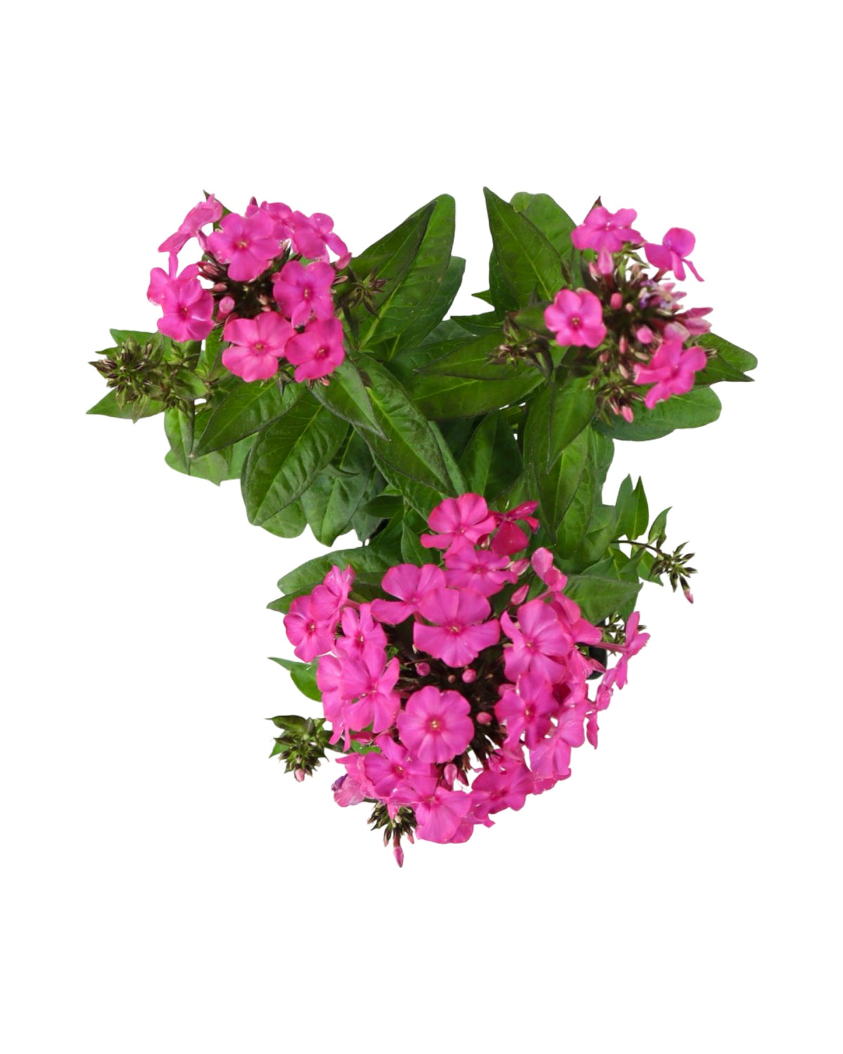 Phlox Sweet Summer™ Red - Perennials