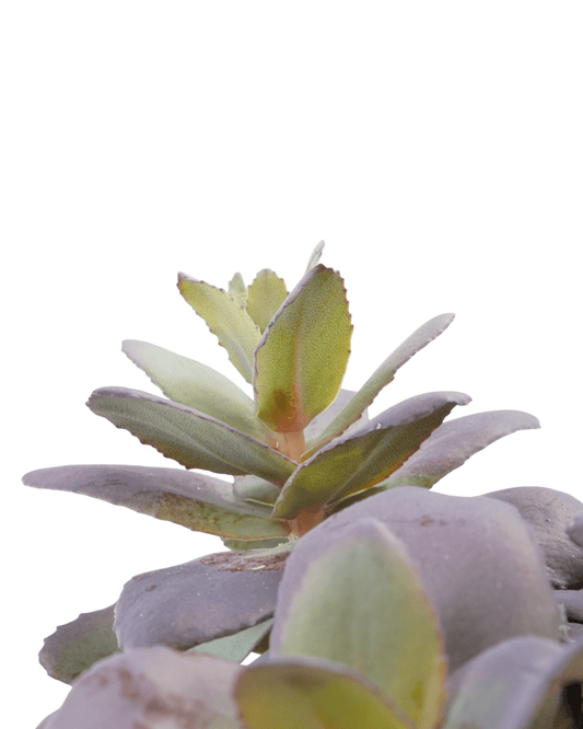 Sedum 'Mojave Jewels Sapphire' - The Garden Corner