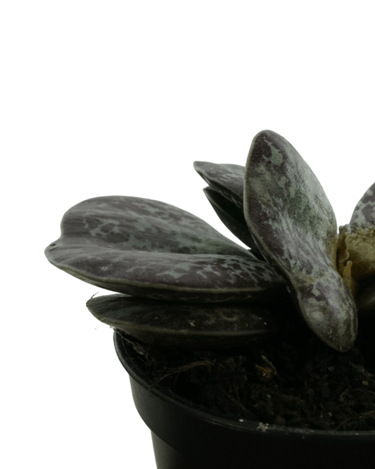 Adromischus maculatus - The Garden Corner