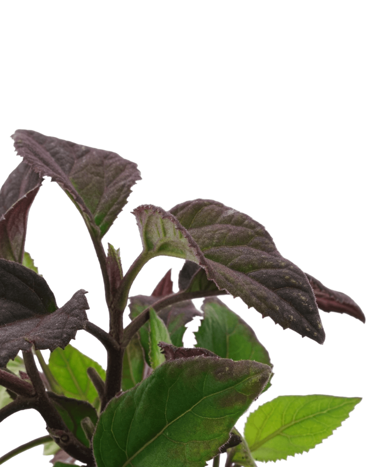 Bartlettina sordida (Eupatorium sordida) - Perennials