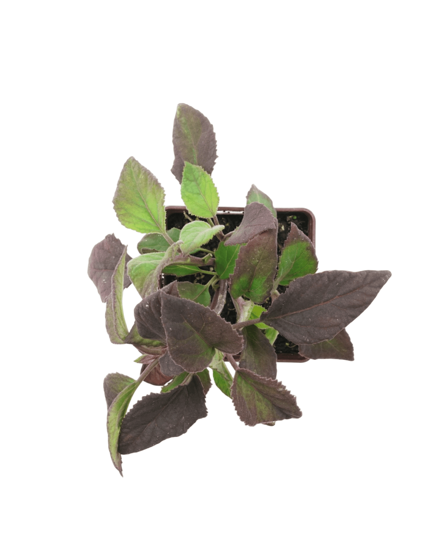 Bartlettina sordida (Eupatorium sordida) - The Garden Corner