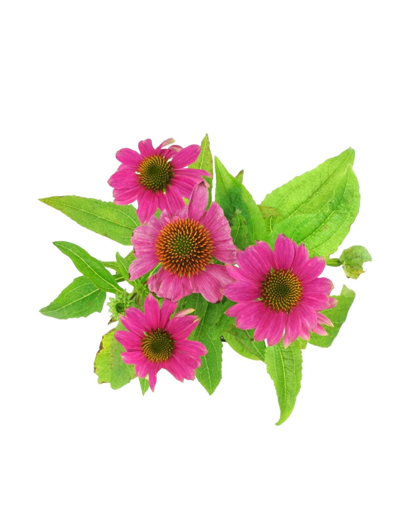 Echinacea pupurea PowWow® 'Wild Berry'