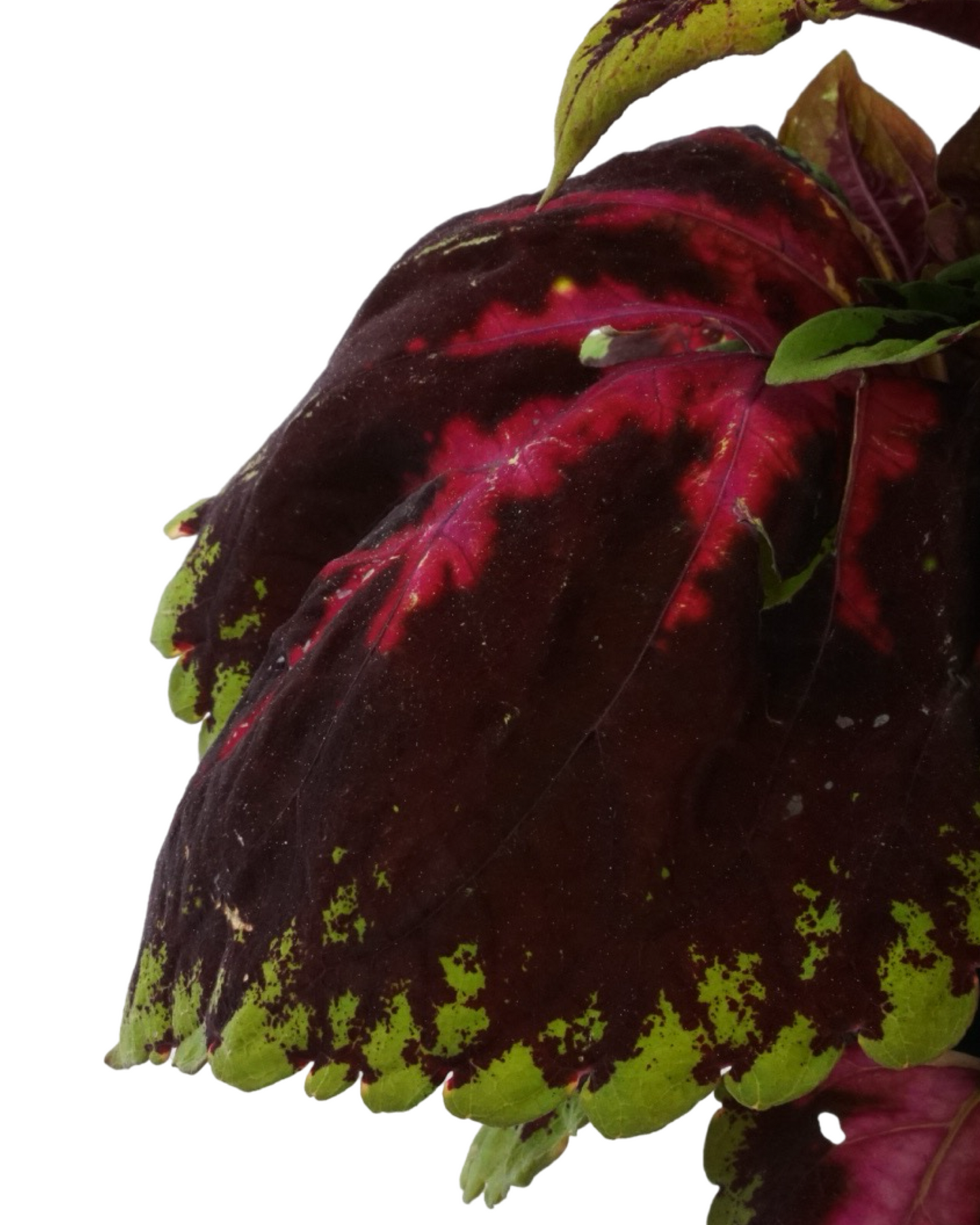 Coleus 'Kong Red'