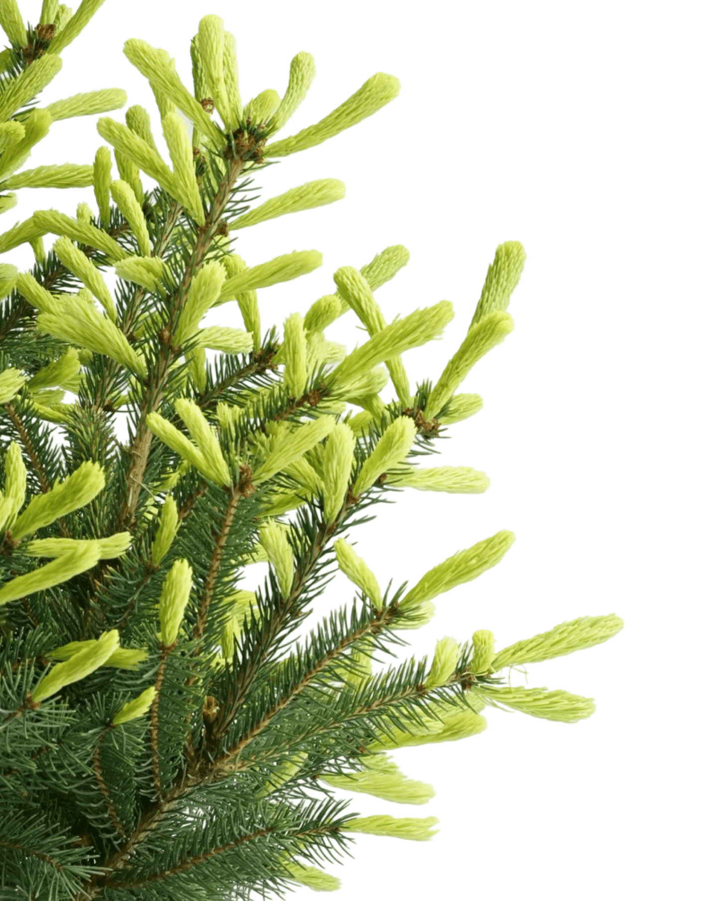 Picea glauca 'Mac's Gold' - The Garden Corner