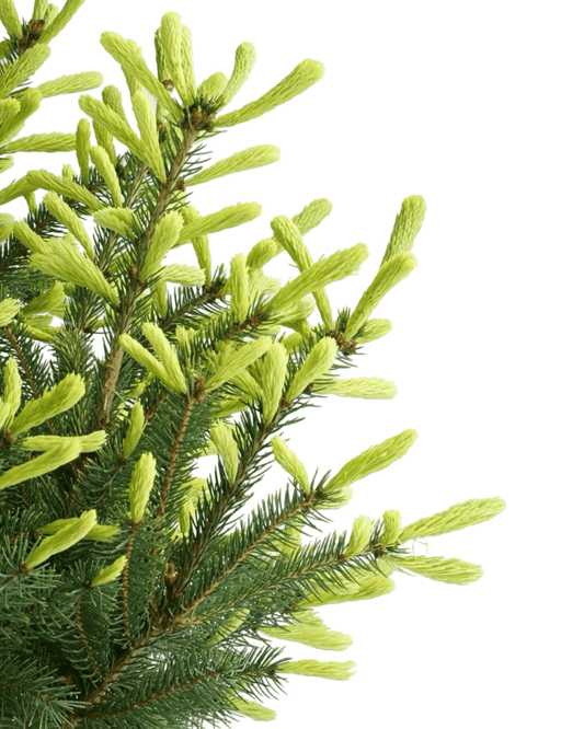 Picea glauca 'Mac's Gold' - The Garden Corner