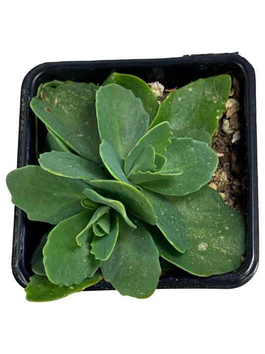 Sedum spectabile 'Autumn Joy' - Perennials