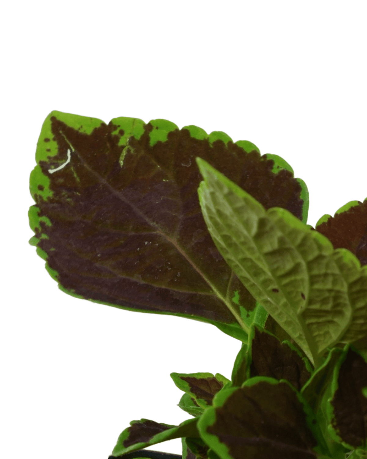 Coleus 'Talavera Chocolate Mint' - Annuals