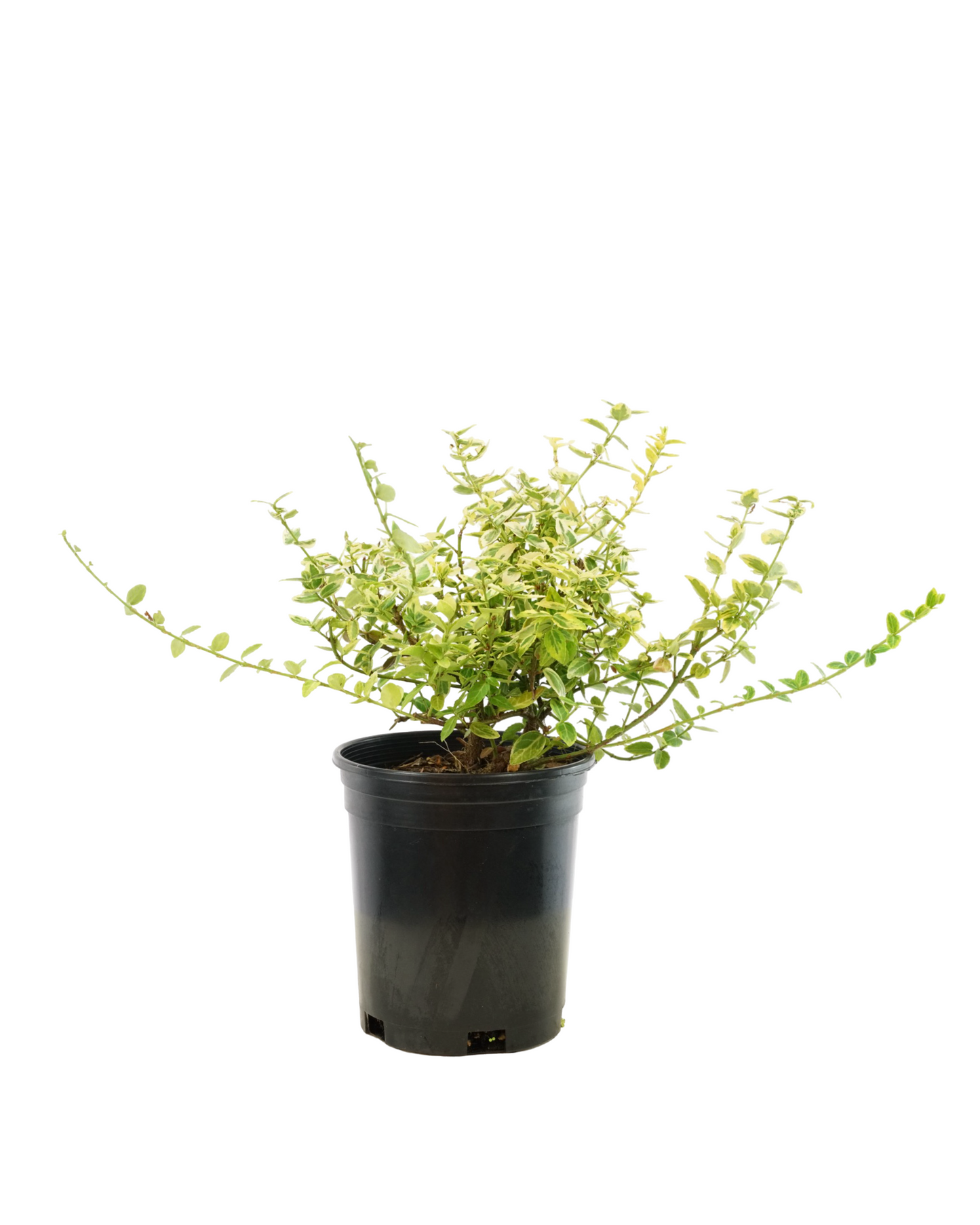 Euonymus fortunei 'Emerald n Gold'