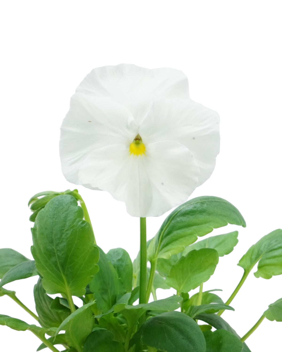 Pansy - Seasonal Plant