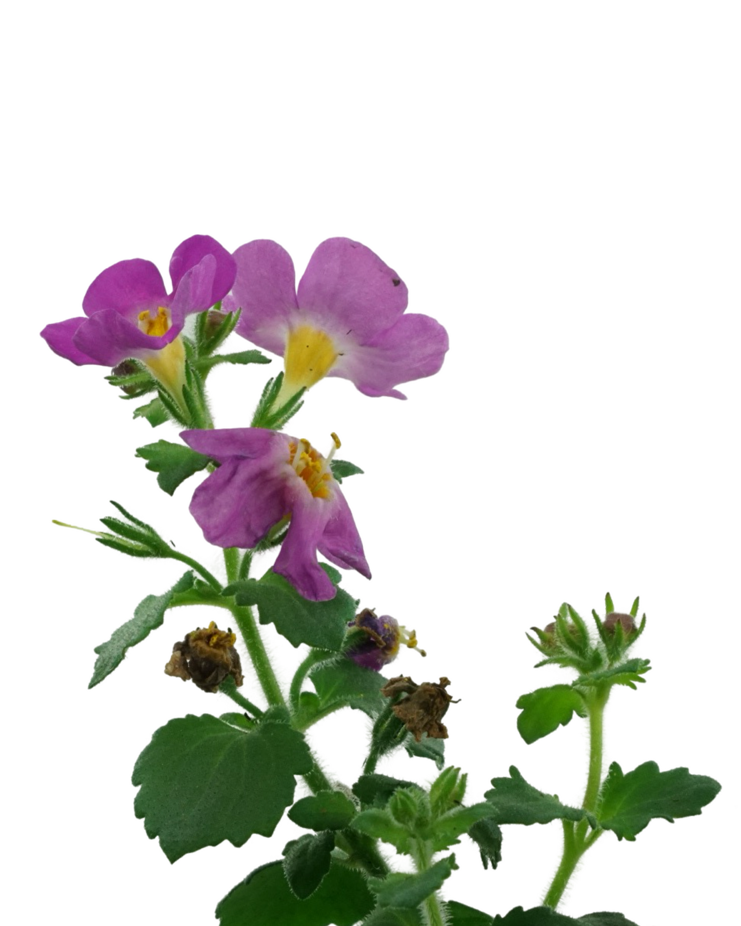 Bacopa 'Megacopa Pink'