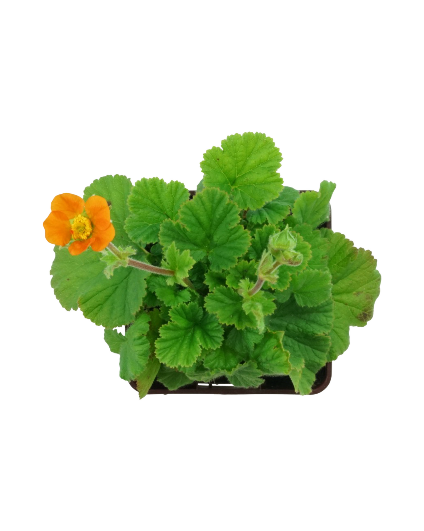 Geum 'Queen of Orange'