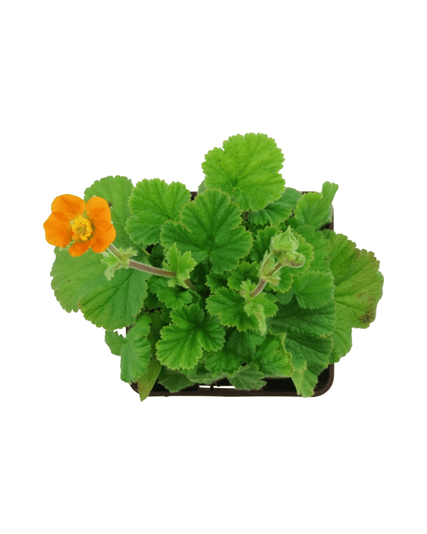 Geum 'Queen of Orange' - The Garden Corner