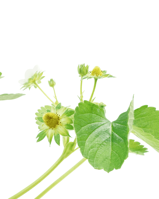 Strawberry 'Sequoia' - The Garden Corner