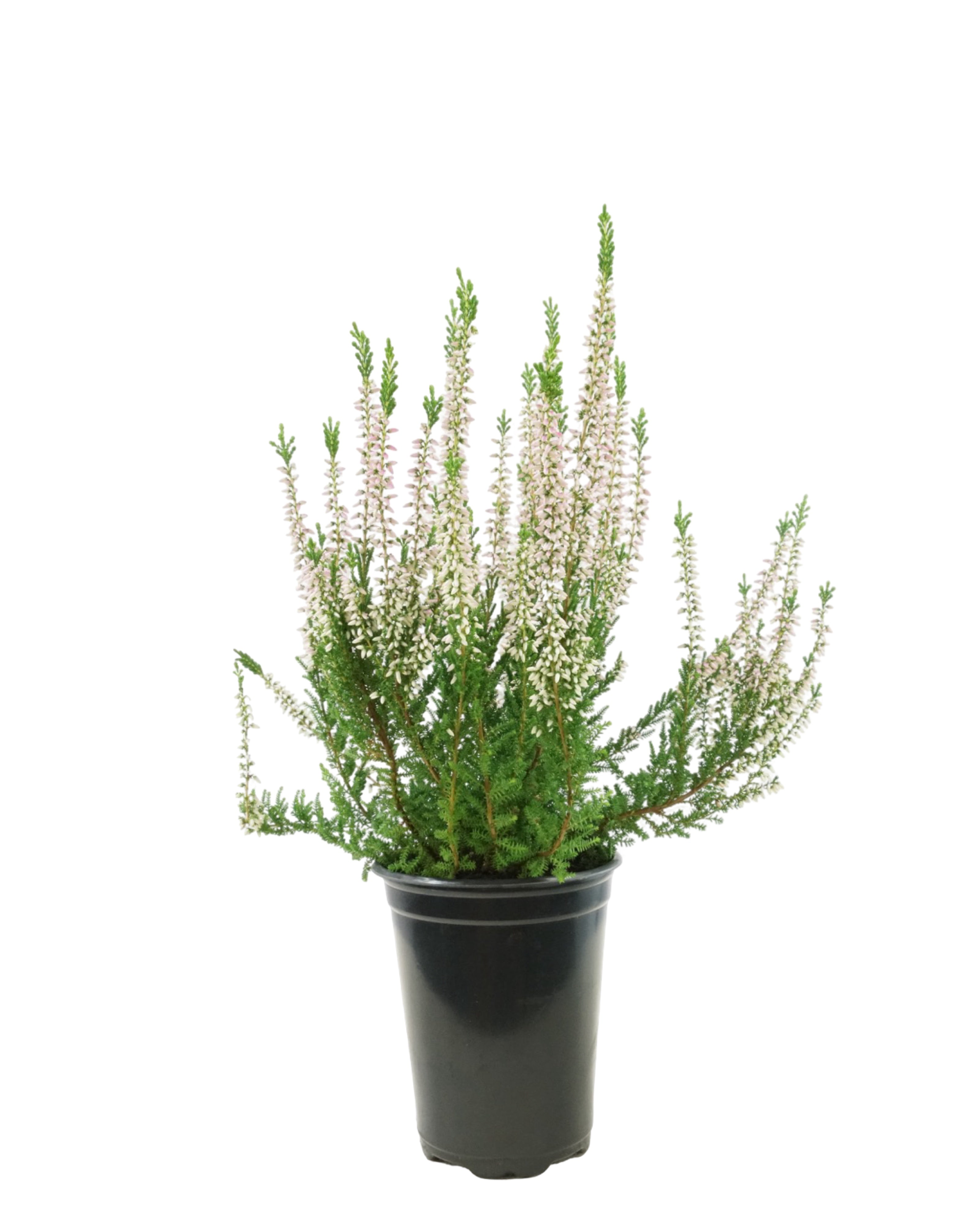 indoor heather plant Calluna vulgaris 'Monique'