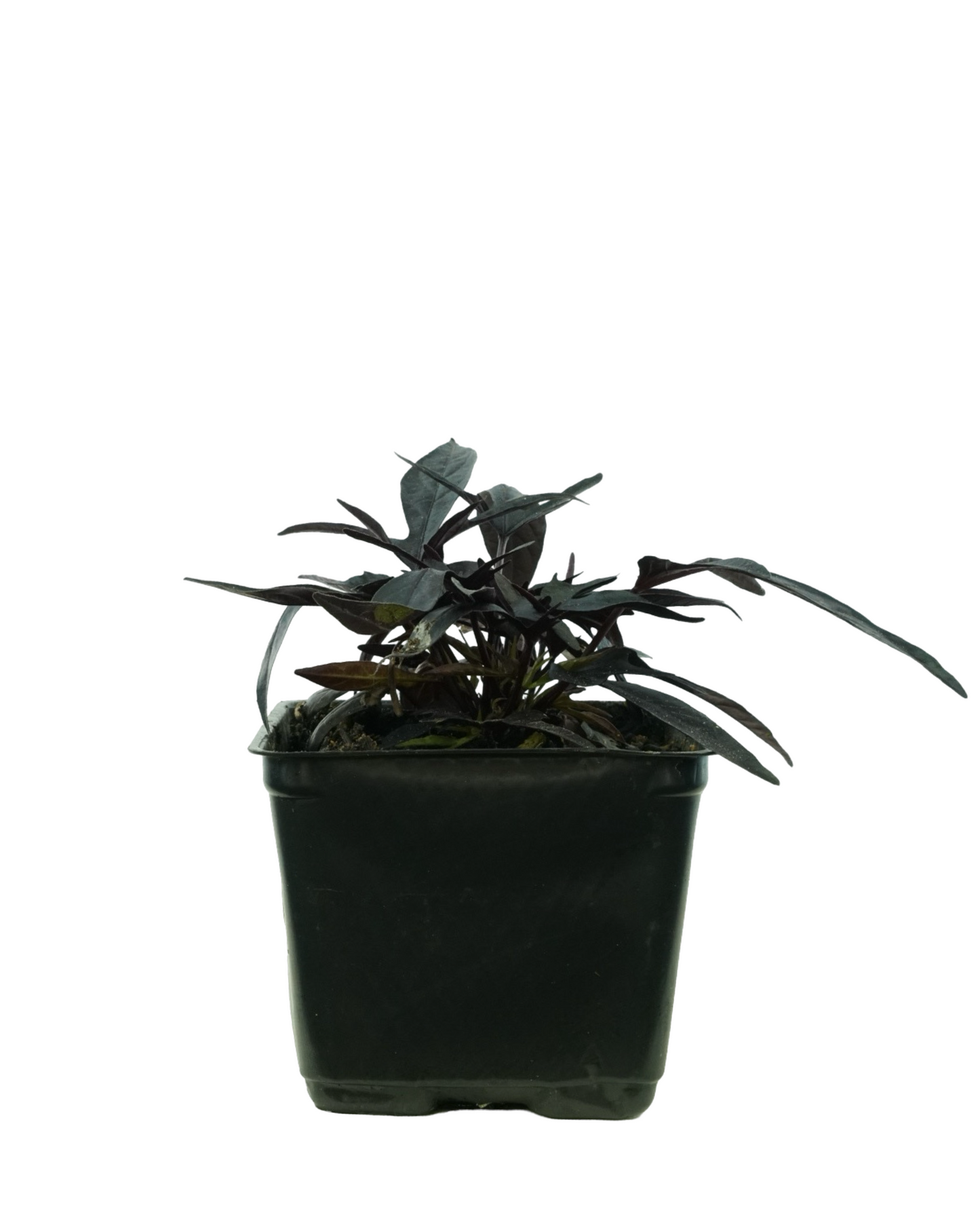 Ipomoea 'Spotlight Black Heart'