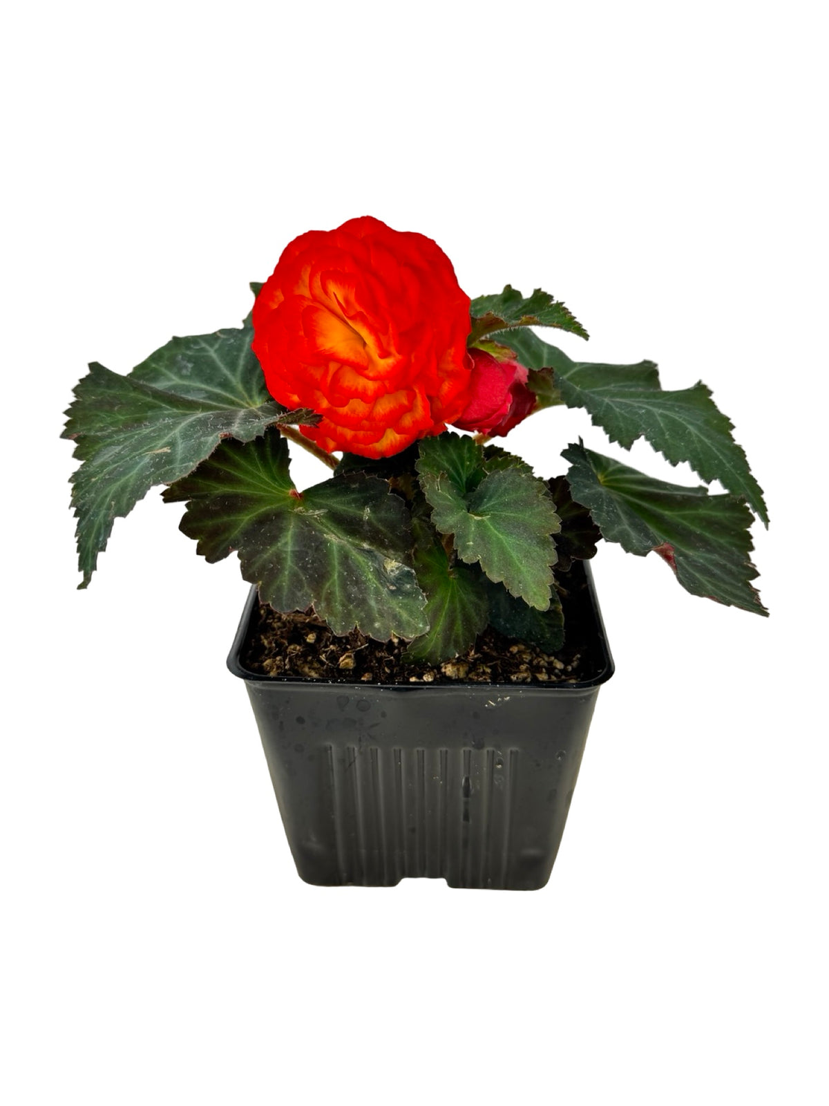 Begonia Nonstop 'Flame' - Annuals
