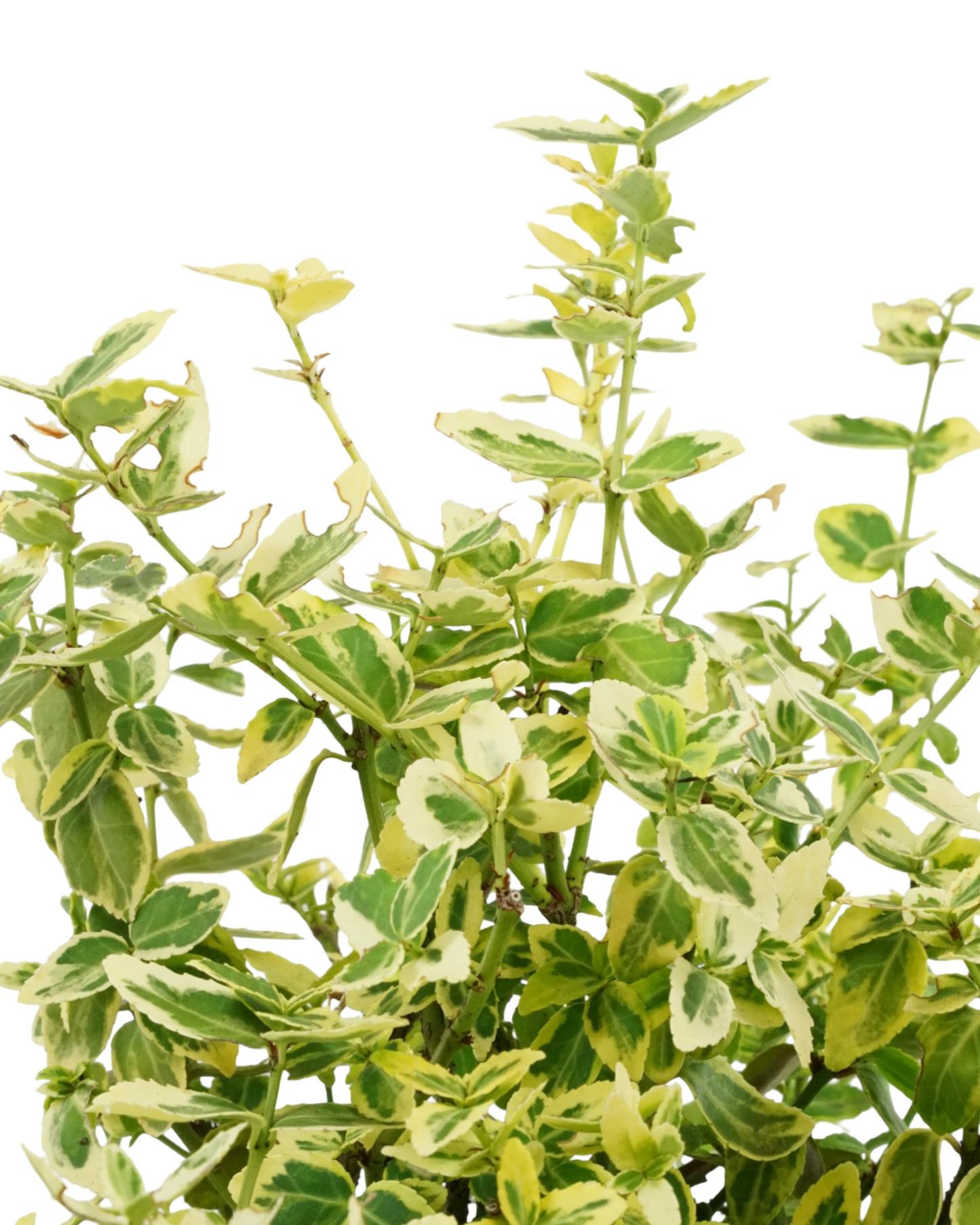 Euonymus fortunei 'Emerald n Gold'