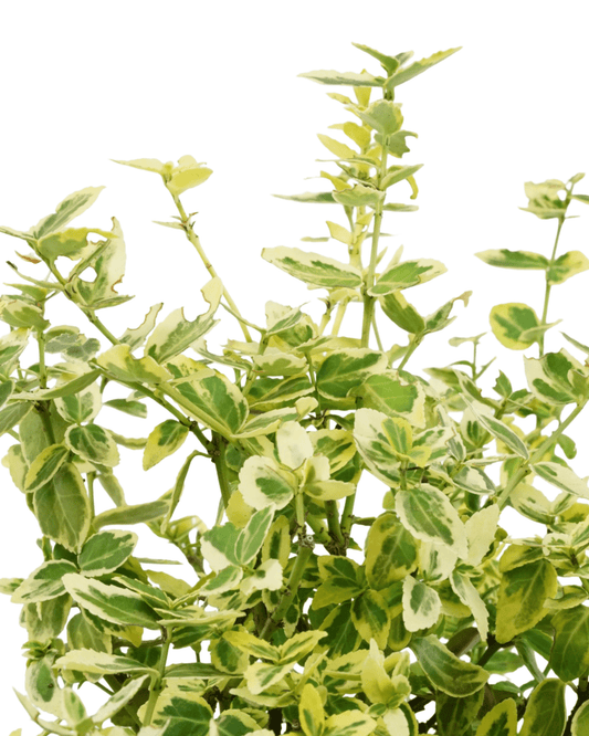 Euonymus fortunei 'Emerald n Gold' - The Garden Corner