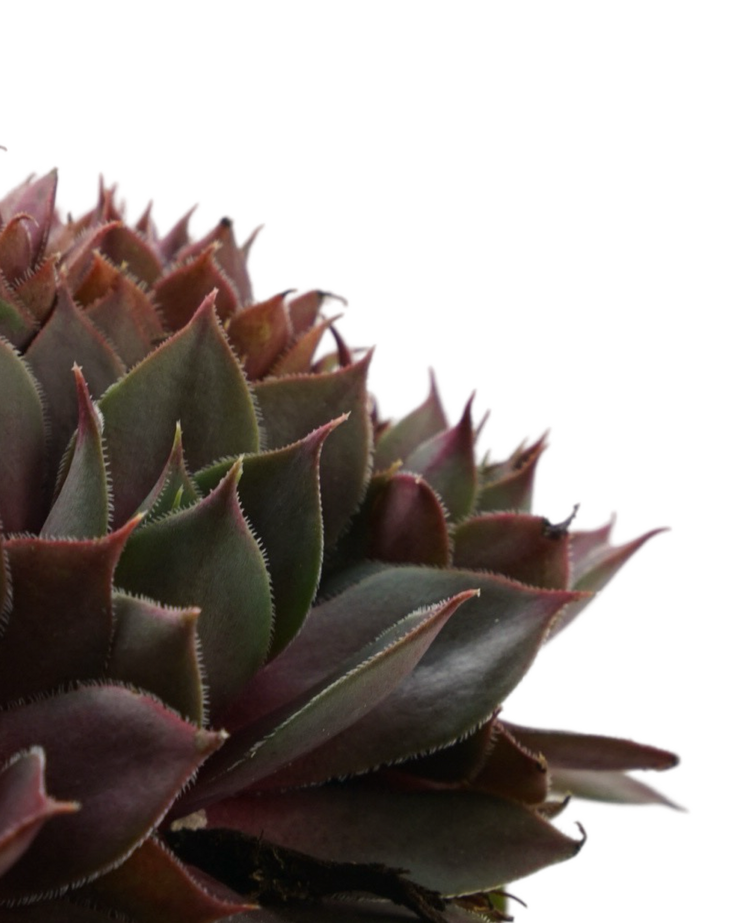 Sempervivum 'Silverine'
