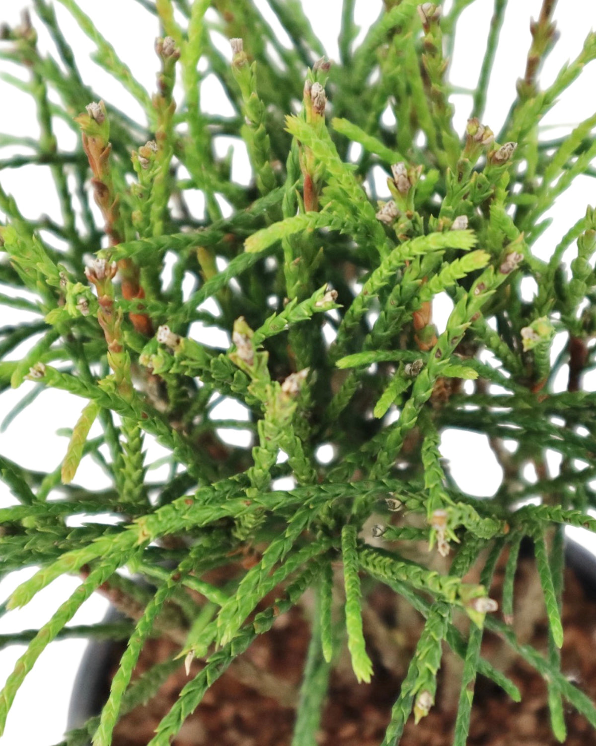Thuja plicata 'Whipcord' - Shrubs
