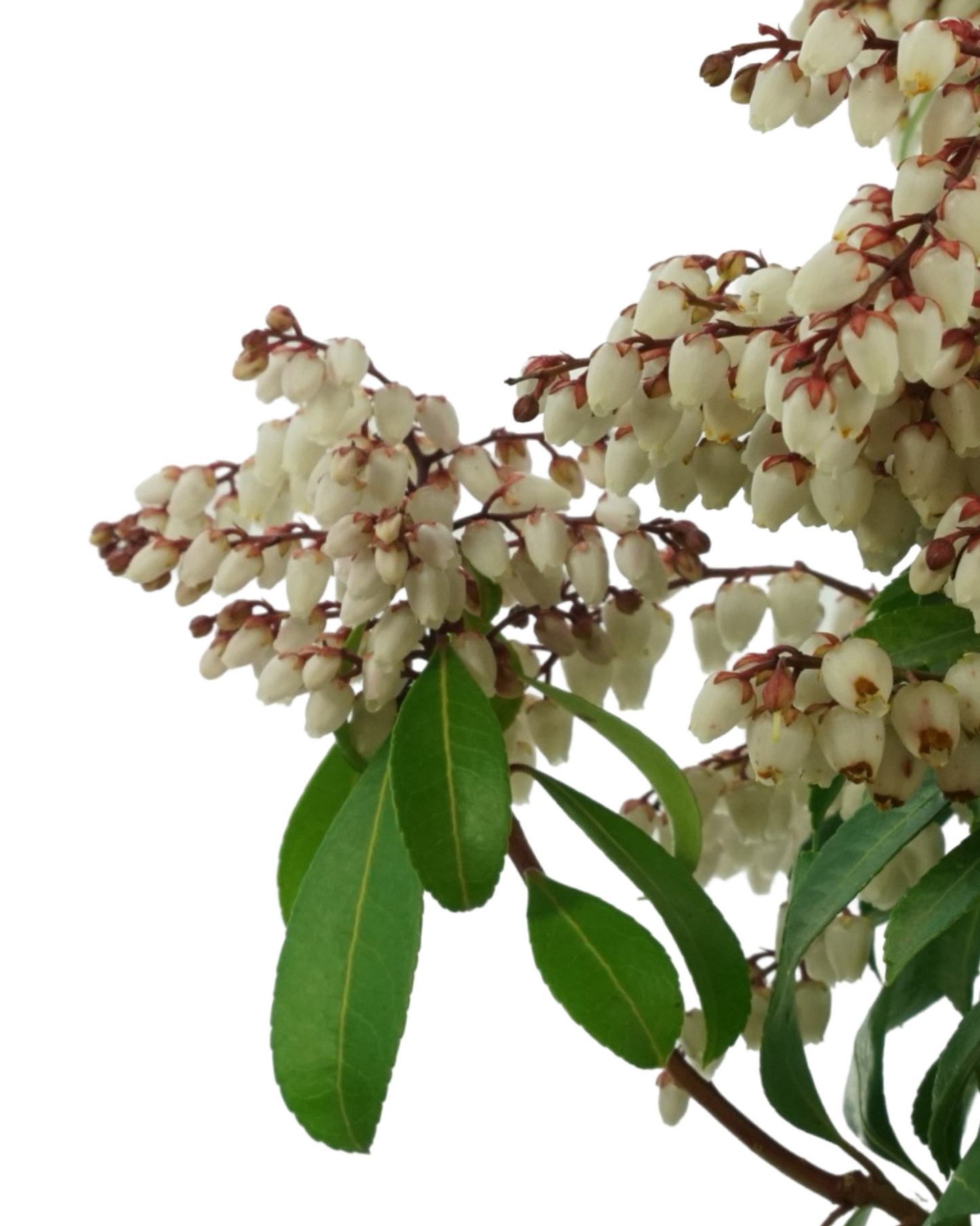 Pieris japonica Enchanted Forest® 'Sunsprite'