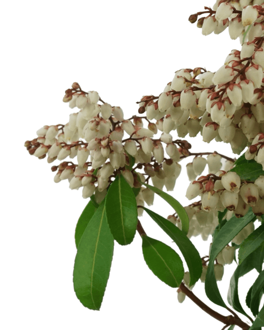 Pieris japonica Enchanted Forest® 'Sunsprite' - The Garden Corner