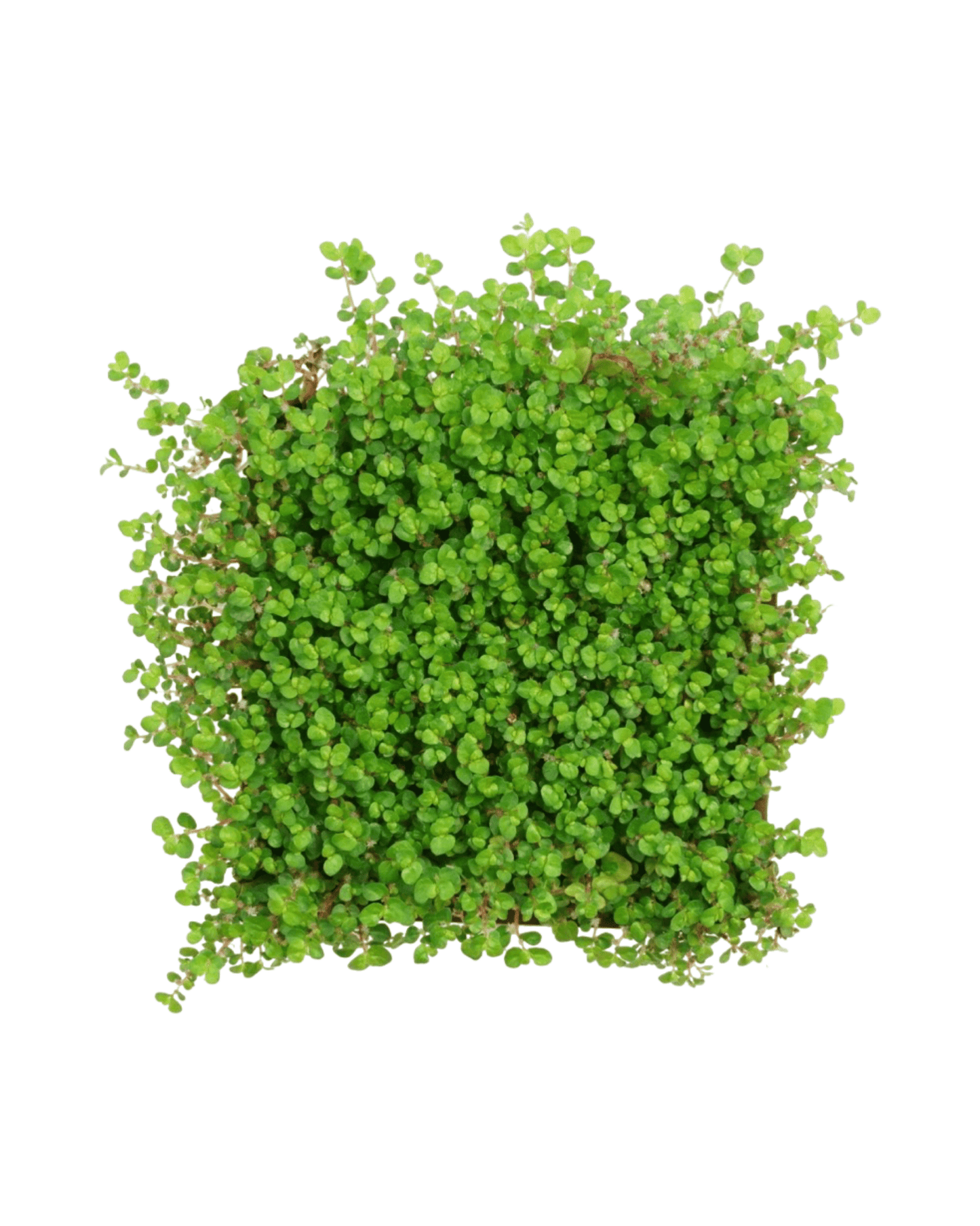 Soleirolia soleirolii - The Garden Corner