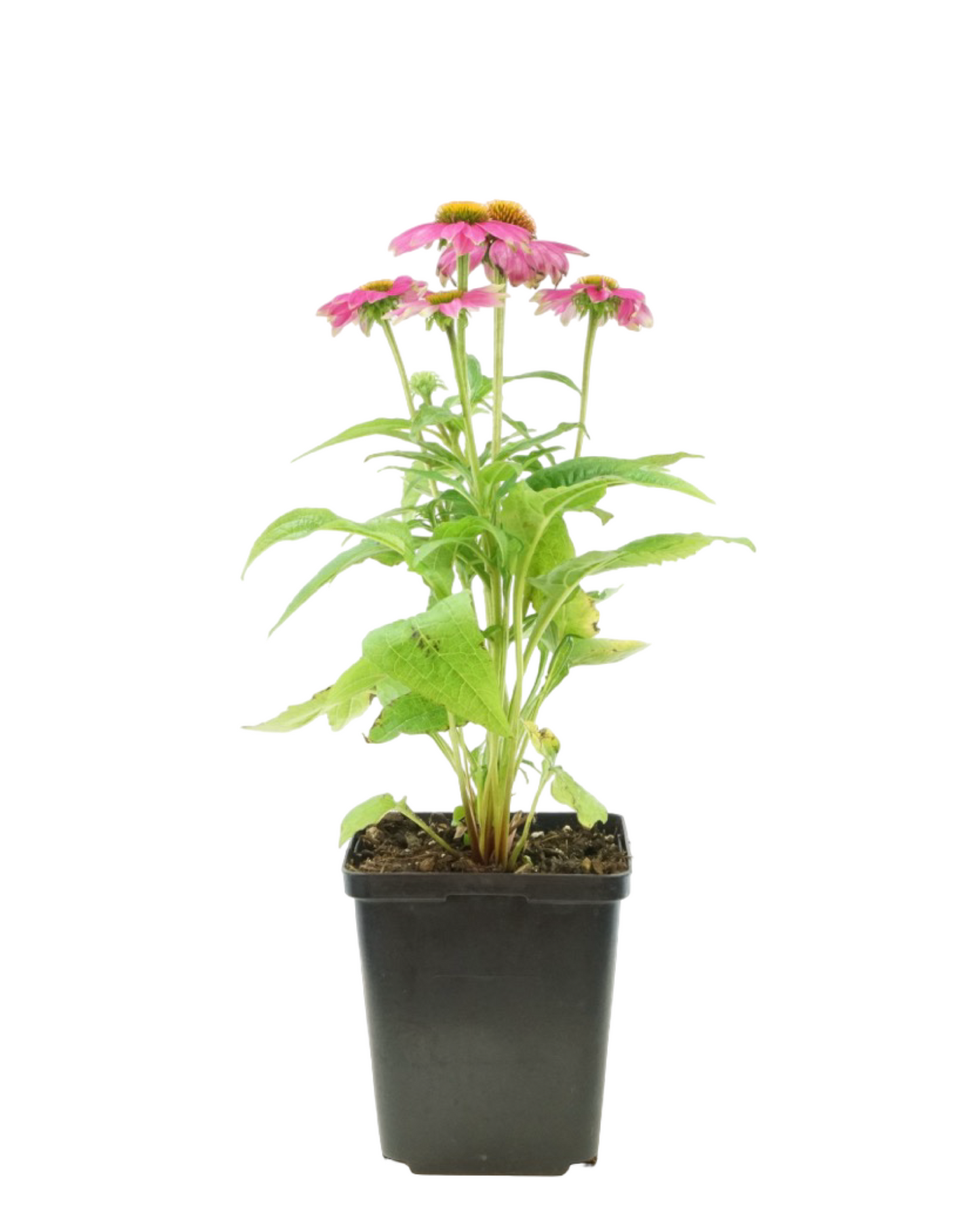 Echinacea pupurea PowWow® 'Wild Berry'