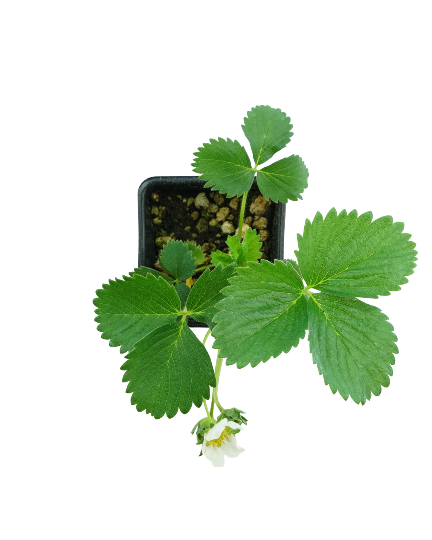 Strawberry 'Eversweet'