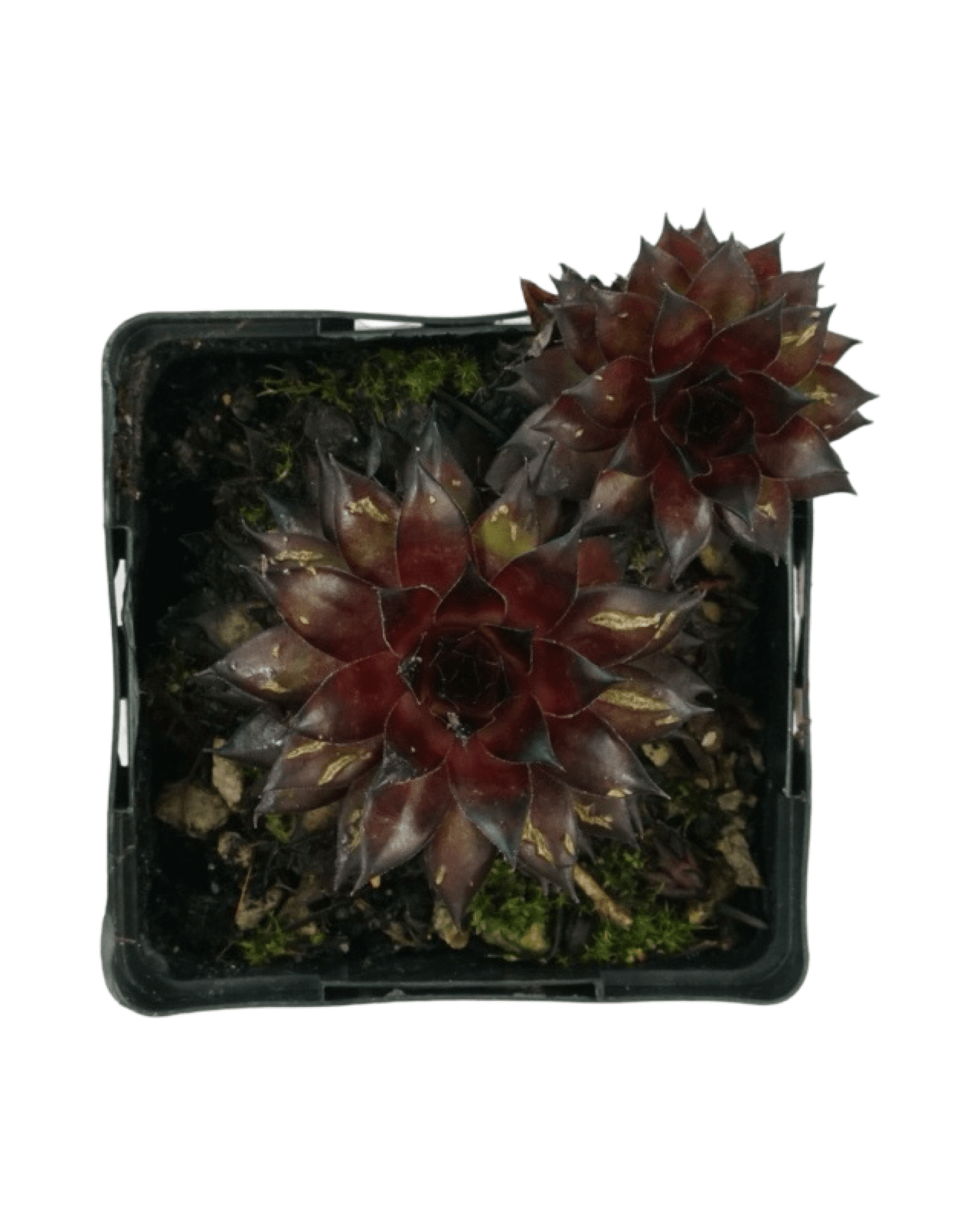 Sempervivum 'Dynamo' - The Garden Corner