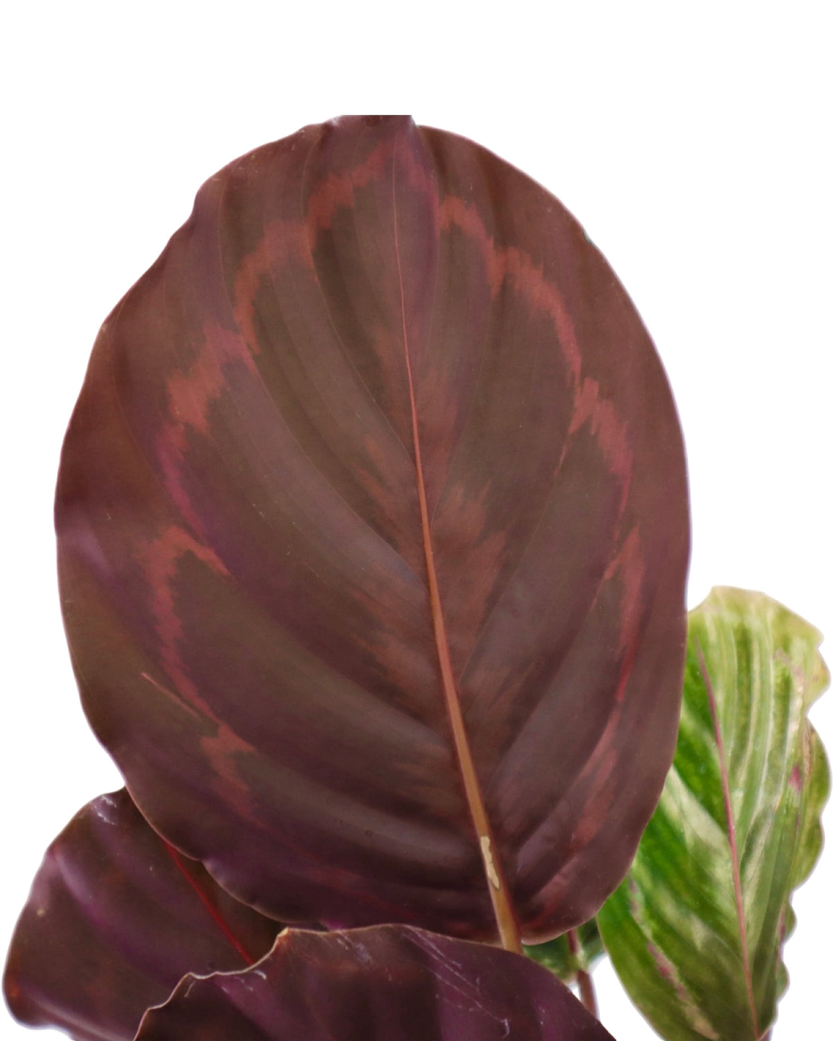Calathea veitchiona - House Plants