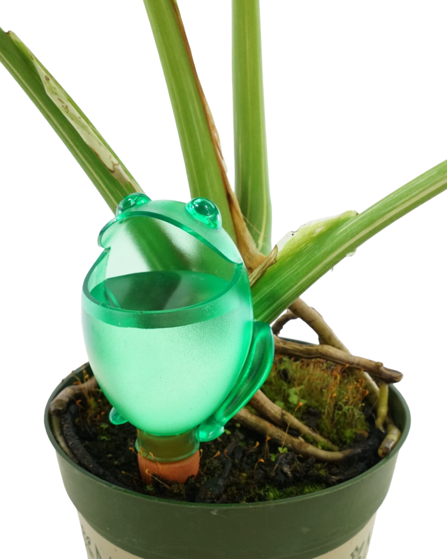 Animal Watering Spike