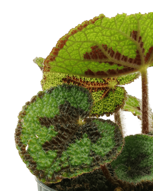 Begonia masoniana 'Iron Cross' - The Garden Corner