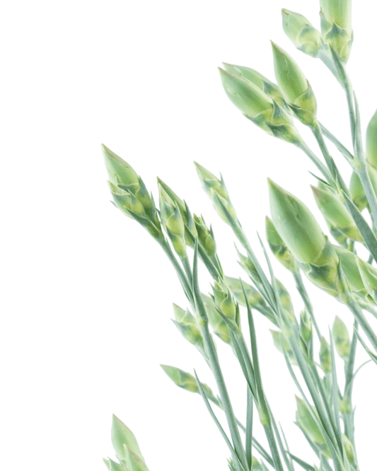 Dianthus American Pie 'Berry a la Mode' - The Garden Corner